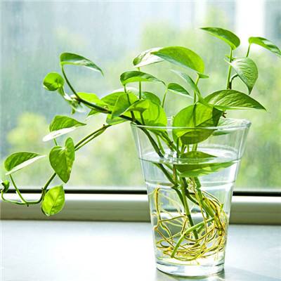 究极数码暴龙正版下载
